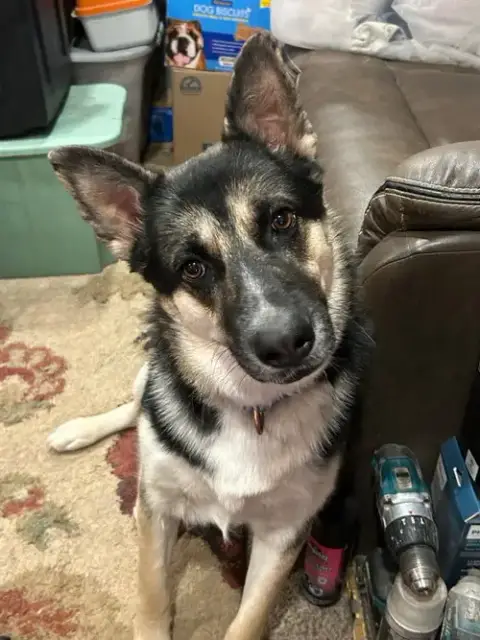 Buddy Iii photo 3