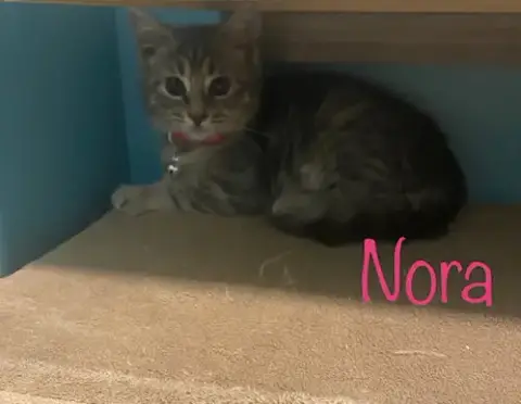 Nora photo 2