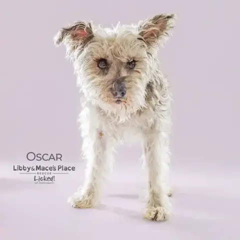 Oscar photo 5