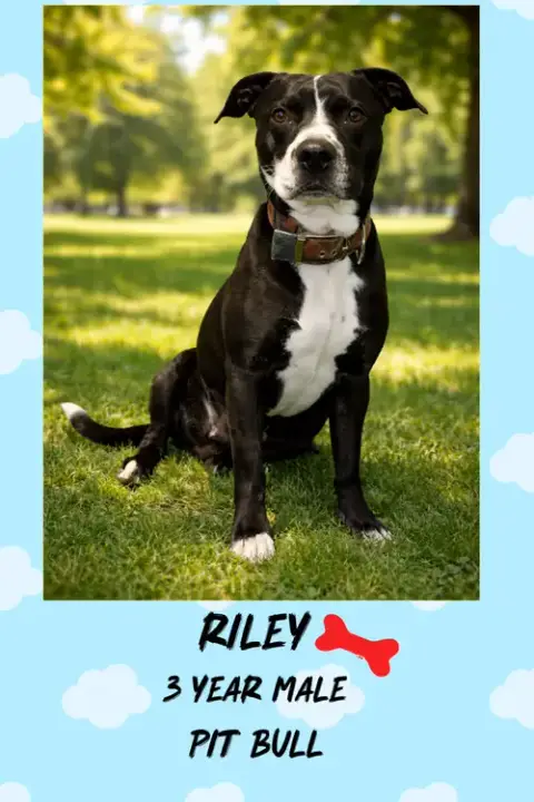 Riley  – 3 Year photo 2