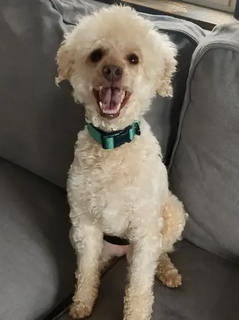 Alfredo