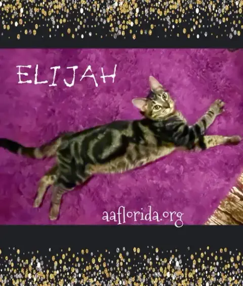 Elijah photo 2