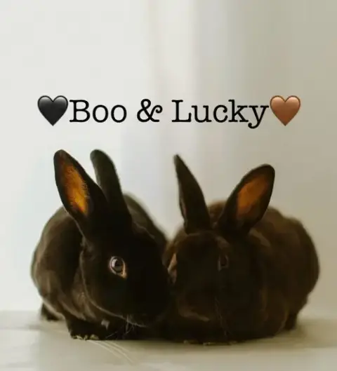 Boo