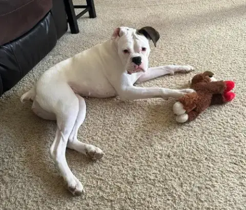 Dottie