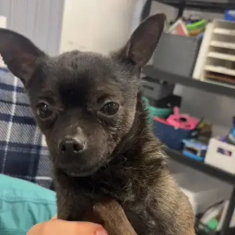 Taquito