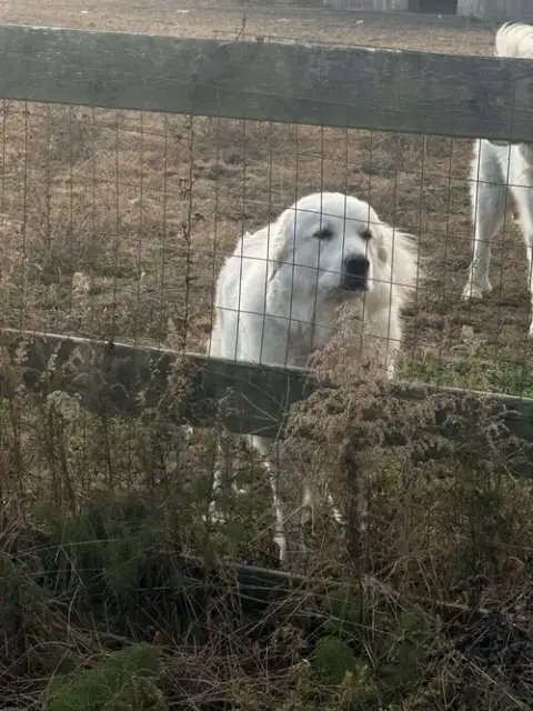 Athena The Prys photo 5