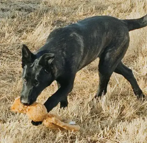 The River Pups photo 3