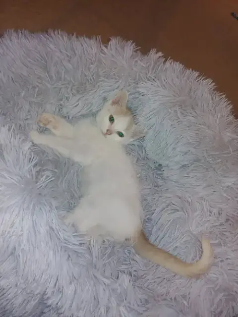 Montecor photo 3