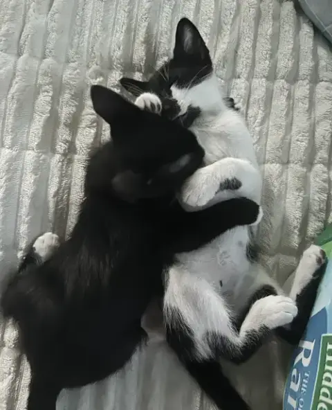 Magic And Daisy photo 4