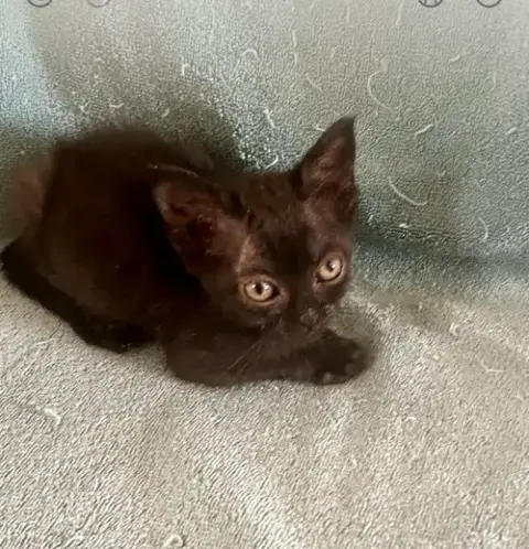 Baby Bear photo 5
