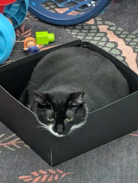 Fatmanbatcat photo 5