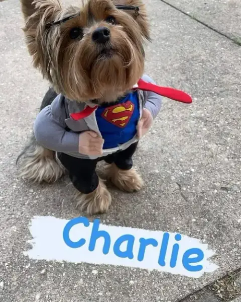 Charley Boy photo 3