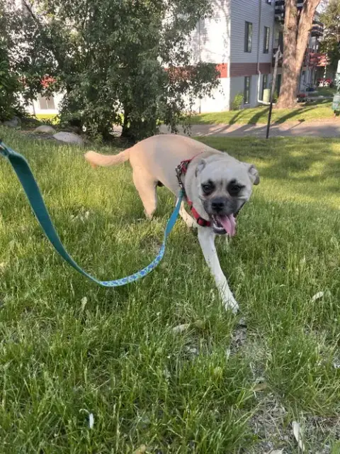 Puggles photo 5