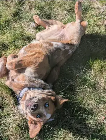 Rusty photo 4