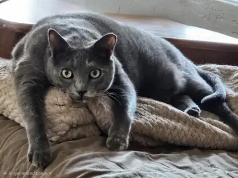 Waleska Lovebug