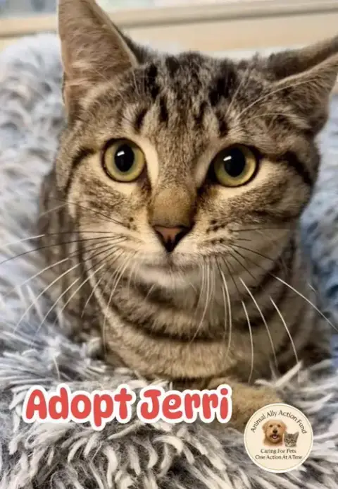 Jerri