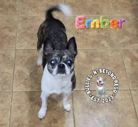 Ember