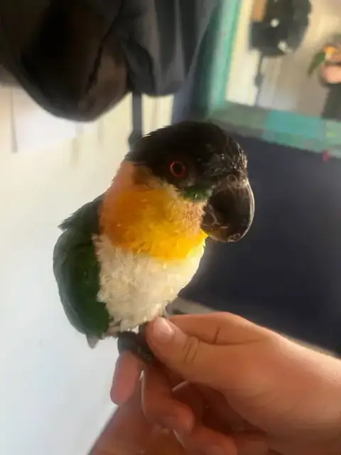 Pablo