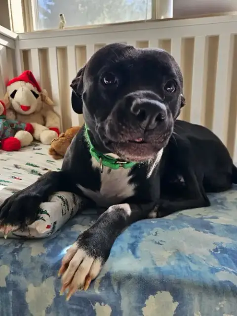 Harley