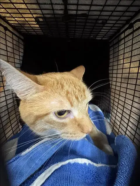 Tom
