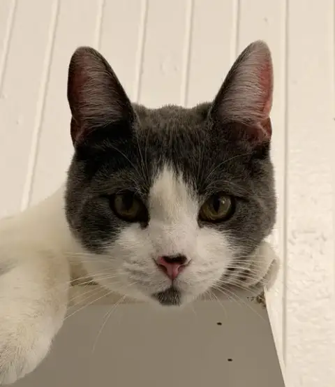 Bubu