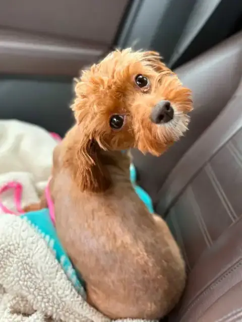 Pipsqueak