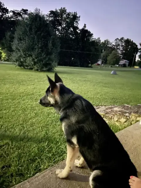 Zeke photo 2