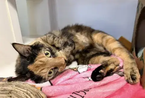 Bb