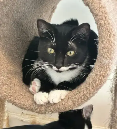 Friskies photo 4