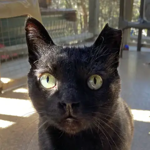 Yakko