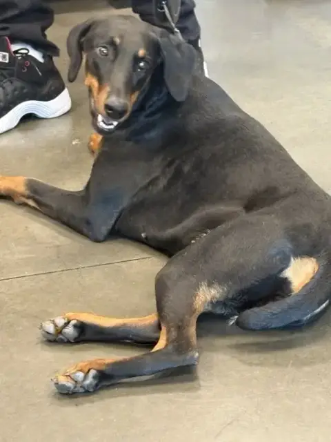 Bella