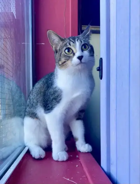 Jellybean photo 3