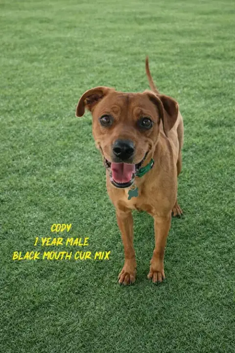 Cody  – 1 Year