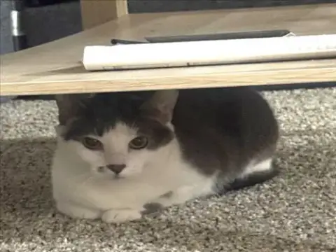*Cecilia