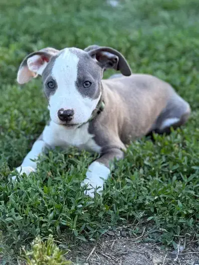Prickly Pear