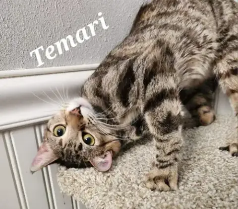 Temari photo 3