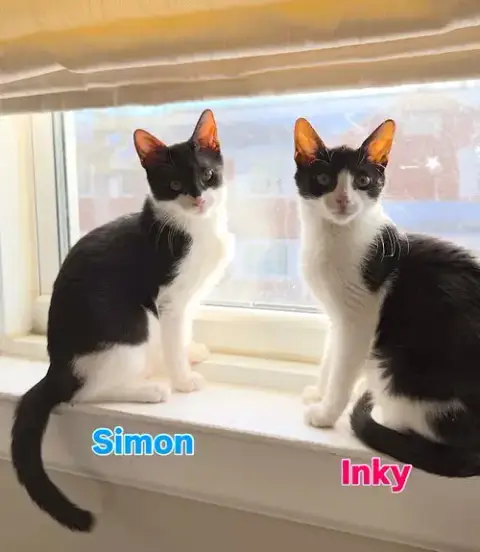 Simon photo 3