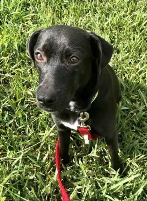 Sammy photo 2