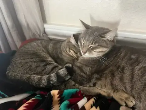 Nismo & Chai photo 2