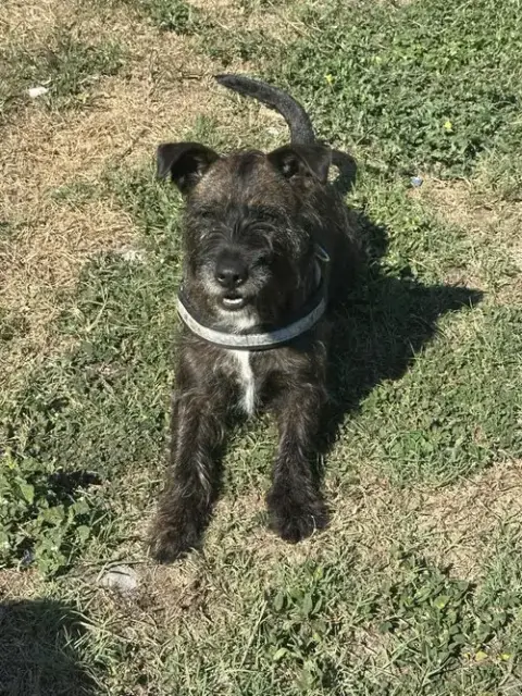 Buddy