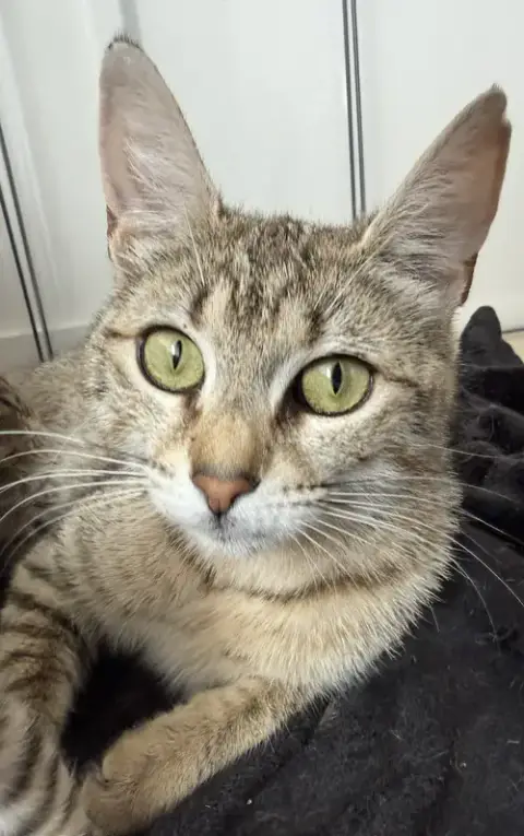 Tippy Top
