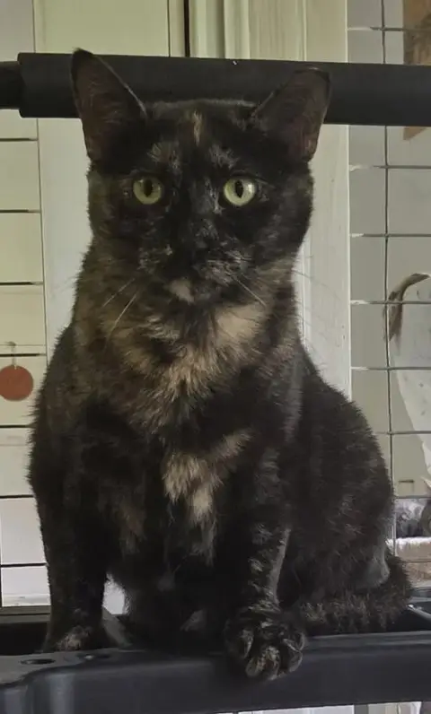 Phoebe