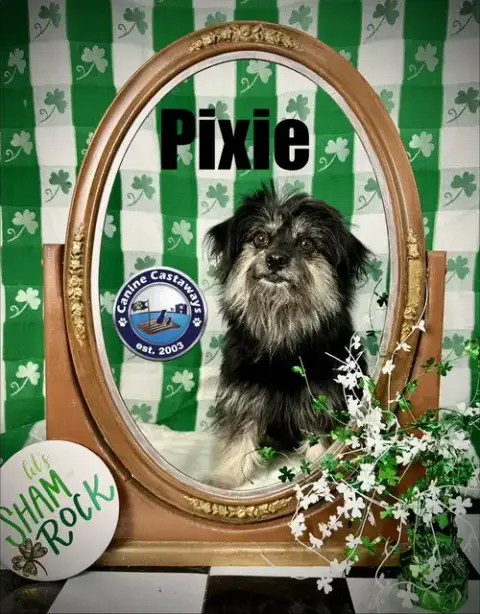 Pixie photo 3