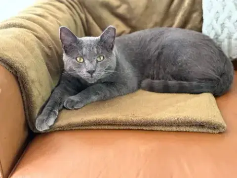 Grayson