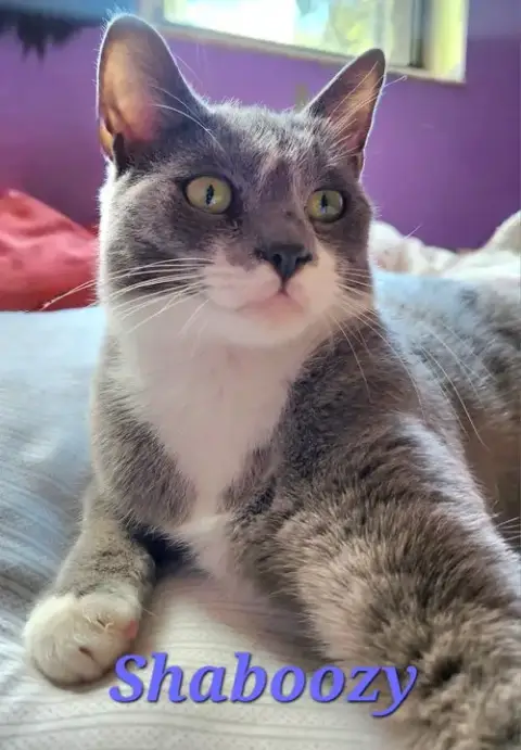 Shaboozy