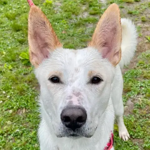 Milo photo 2