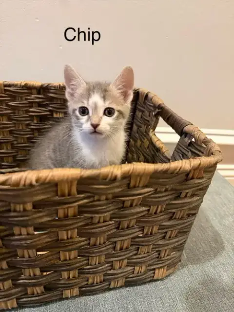 Chip