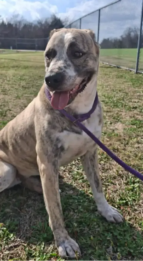 Molly-Diamond Dog! $75 Adoption Fee! photo 2