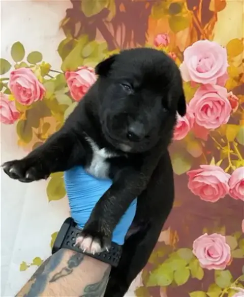 Oliver