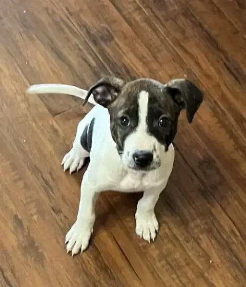 Sadie #13 photo 2